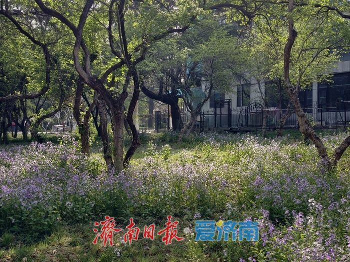 一年四季 泉在济南丨春日限定！百花公园二月兰盛放