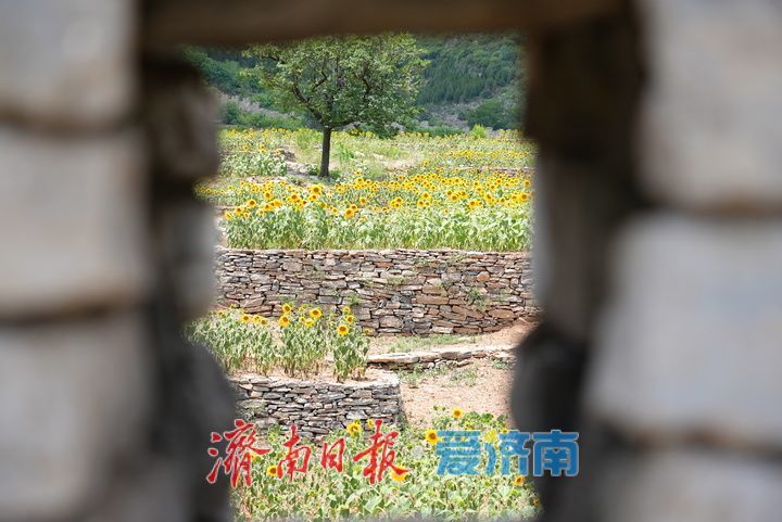 一年四季 泉在济南丨千年雄关花海盛放，古长城焕发新生机