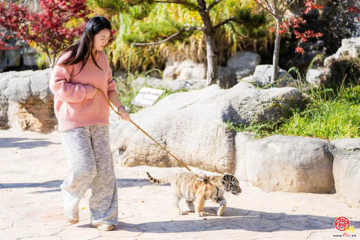 音乐派对、萌宠互动……济南文旅集团多元活动开启跨年狂欢盛宴