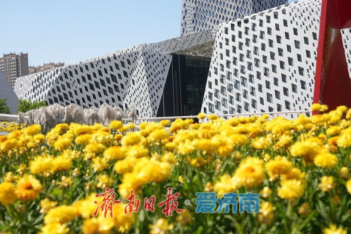 济南西部“七彩花田” 绽放如梦幻调色盘