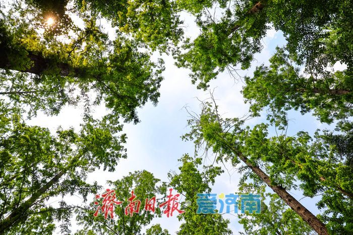 绿意铺就清凉秘境 泉城公园水杉林解锁初夏惬意时光