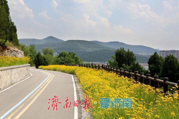 一年四季 泉在济南丨金鸡菊盛开，邂逅初夏金色浪漫