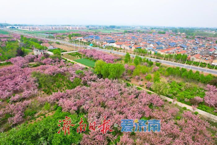 壮观！烂漫花海绕民居 绘就美丽乡村画卷