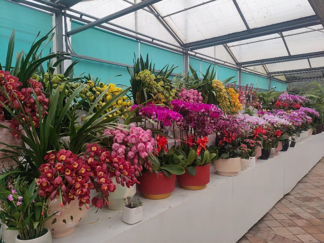 济南公园上演新春盛典，赏花购年货一站式解锁