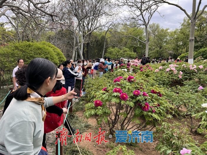 一年四季 泉在济南丨国色天香，醉美泉城