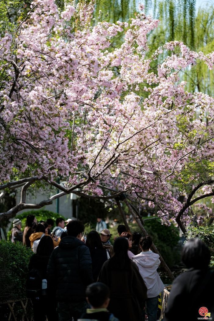 就在3月21日本周六！第23届五龙潭樱花节即将浪漫启幕
