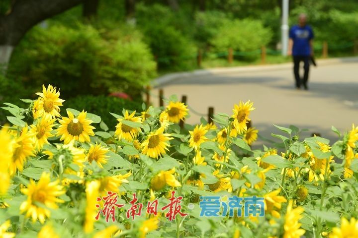 一年四季 泉在济南｜向日葵花海向阳而生 活力四射满目诗画