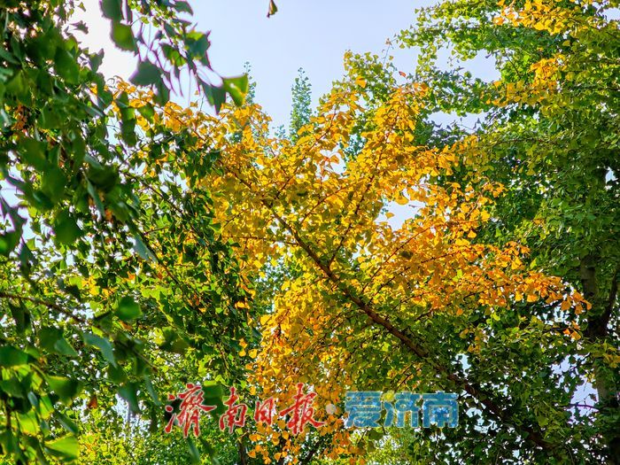 秋日限定！市民扎堆黄河银杏林，野炊成周末休闲新时尚