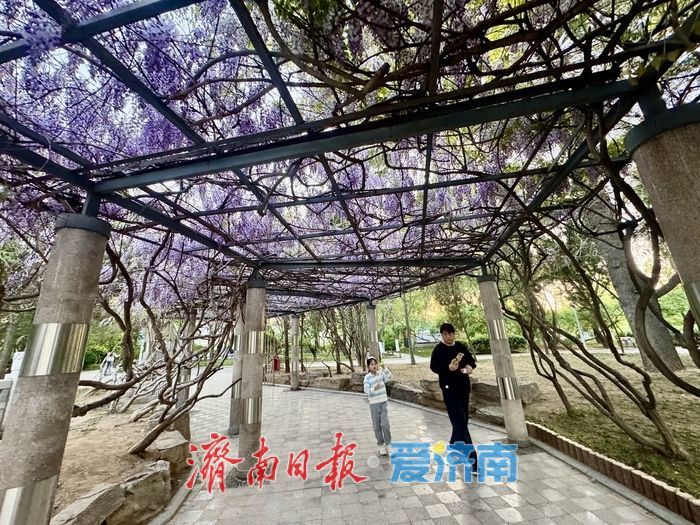 泉城公园紫藤盛放 花香满廊醉游人