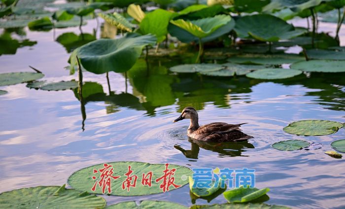 一年四季 泉在济南 