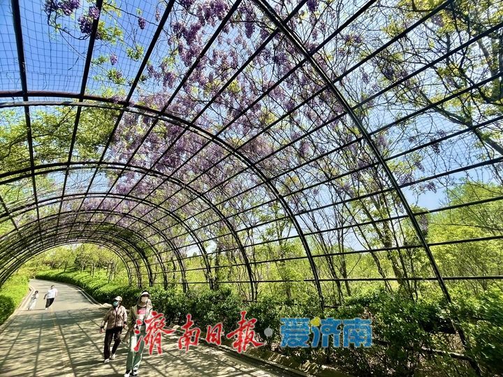 紫藤天幕独具浪漫引客来