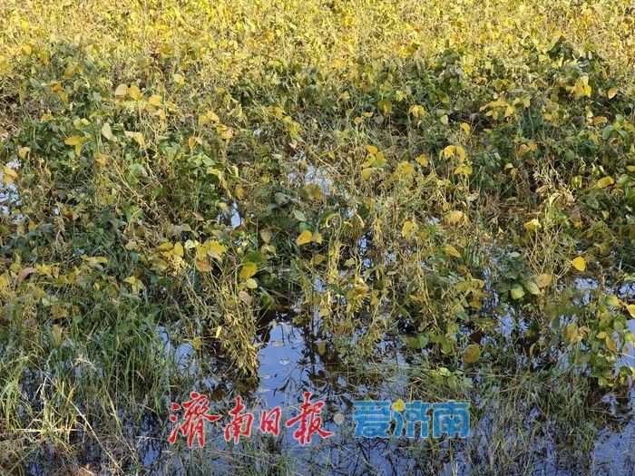 雨水浸泡农田，农户挥汗抢收——直击槐荫区郑家店村大豆抢收现场