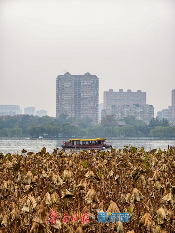 一年四季 泉在济南丨立冬时节，明湖残荷别样美