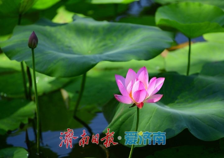 一年四季 泉在济南｜“荷”其有幸“香”约泉城，大明湖第一波荷花已绽放
