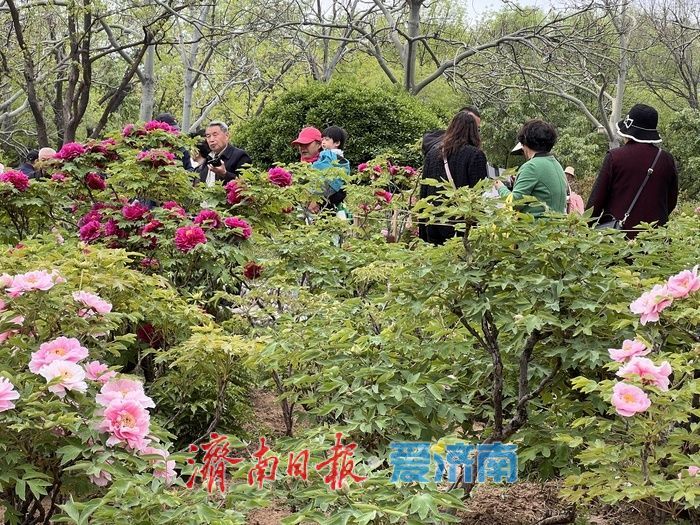 一年四季 泉在济南丨国色天香，醉美泉城