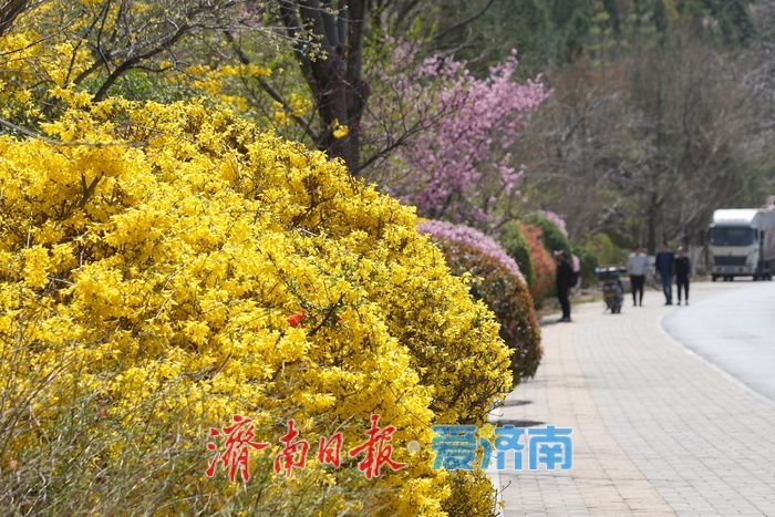 奥体东路变身“花海大道”