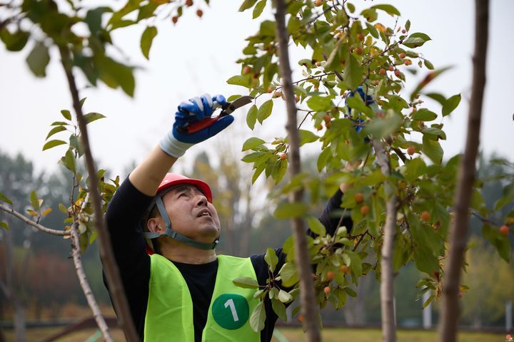 2024年“技耀泉城”海右技能人才大赛——园林行业园林植物修剪职业技能竞赛成功举办