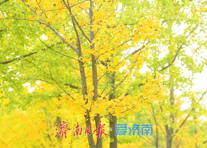 一年四季 泉在济南丨低温来袭“含金量”渐高，济南黄河畔“银杏长廊”将迎来最佳观赏期