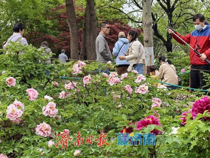 一年四季 泉在济南丨雨润牡丹绽芳容