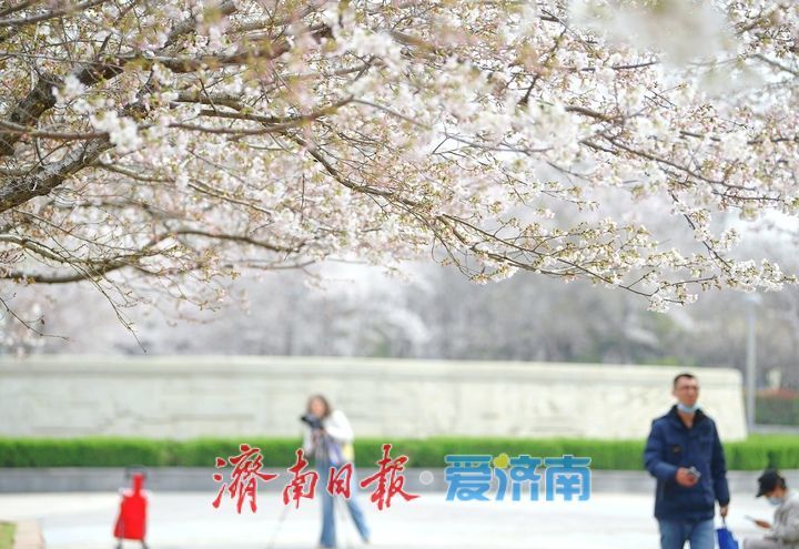一年四季 泉在济南丨繁花似雪，“樱”你而美