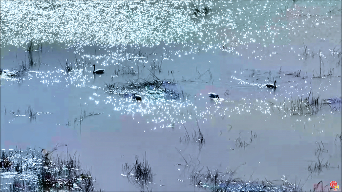 鹊华冬韵—“天鹅湖”