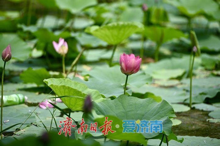 荷风送香入夏 济南森林公园荷花次第绽放