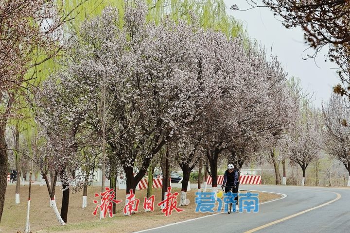 黄河长堤花似雪 紫叶李盛放醉泉城