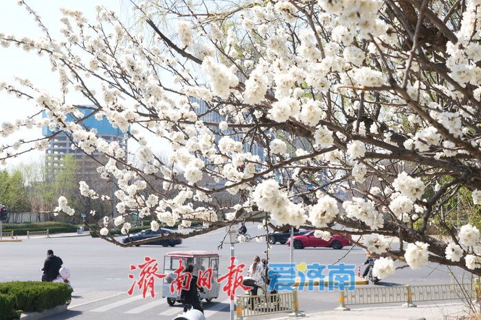 济南腊山河畔白色梅花盛放如粉似雪
