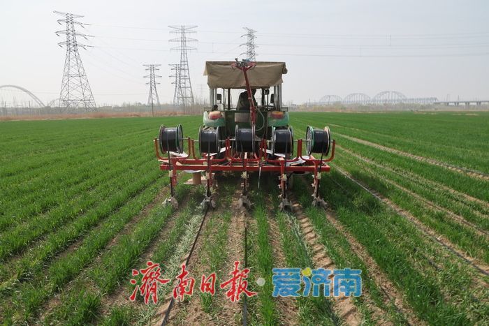 黄河北岸麦田 “滴灌解渴” 科技赋能夏粮增产