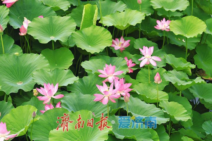 一年四季 泉在济南丨荷花绽放添美景 市民游园享清凉