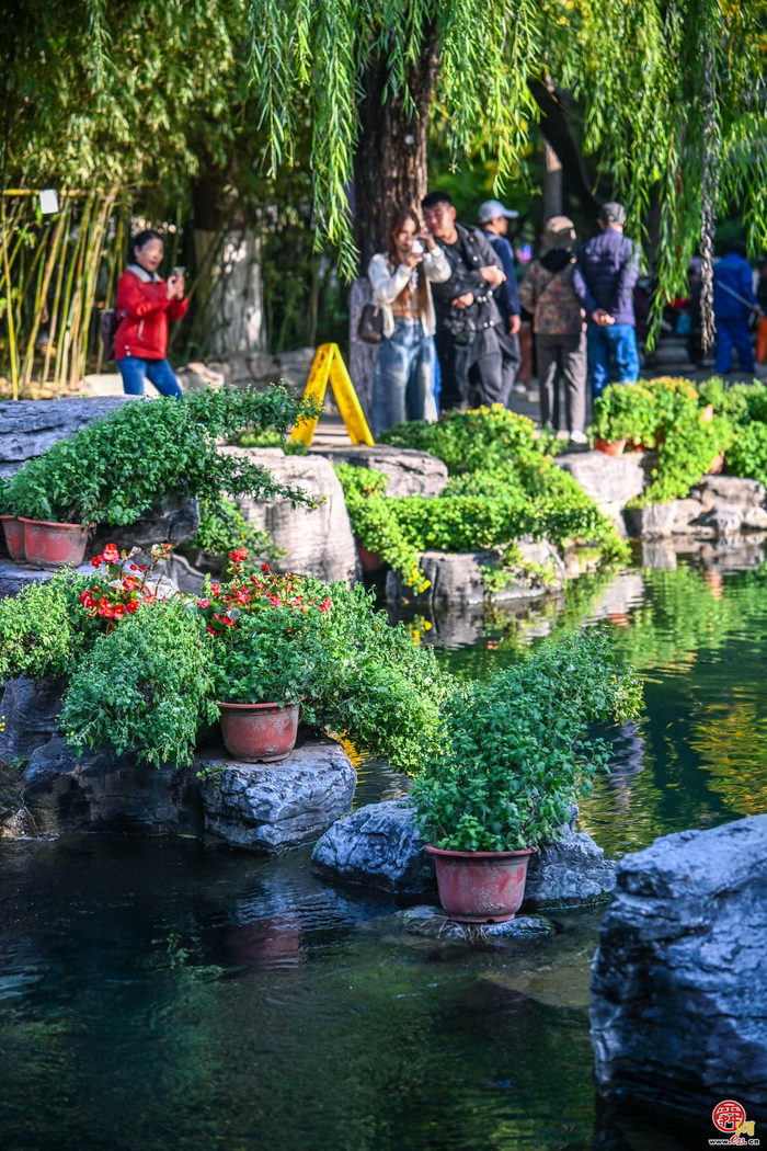 第46届趵突泉金秋菊展即将点亮泉城秋色