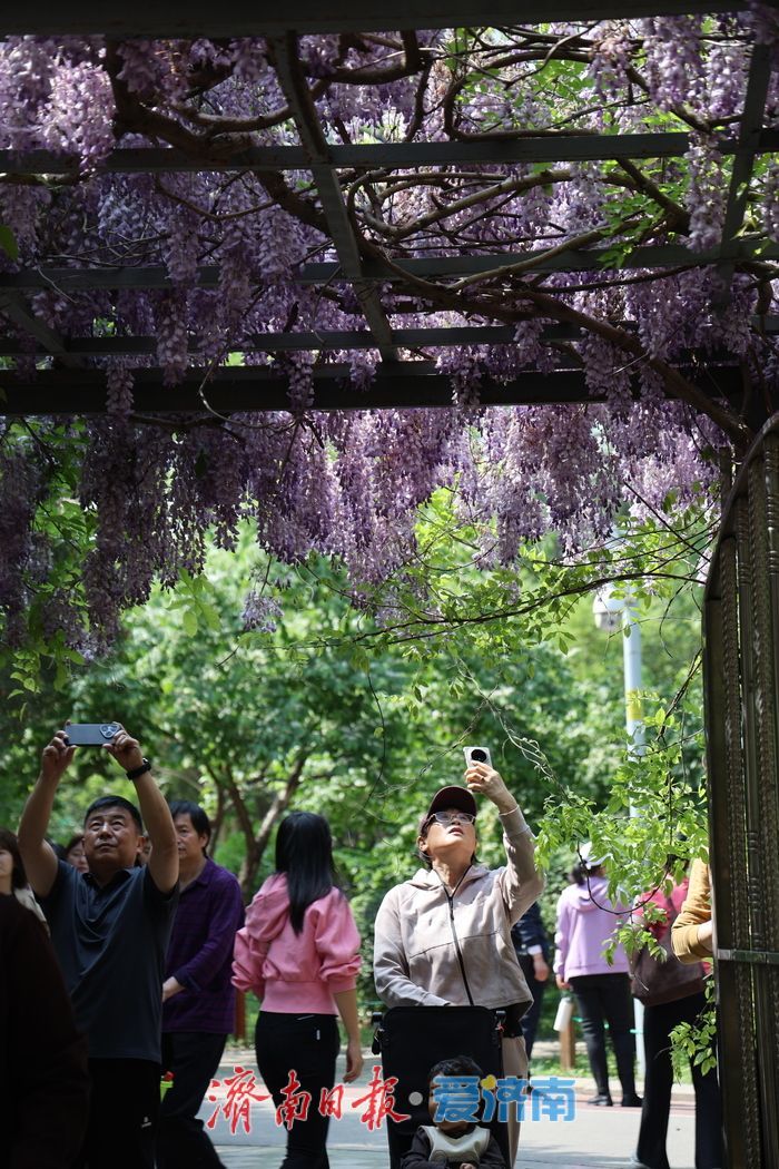 泉城公园“紫藤瀑布”成为新晋打卡点