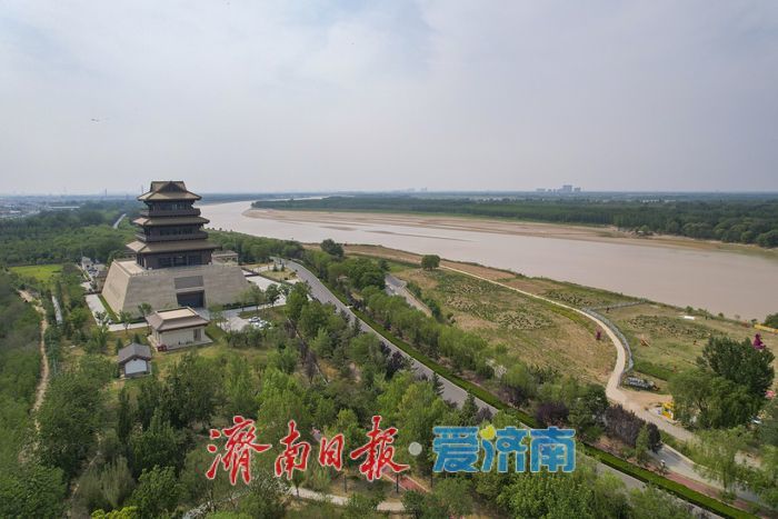 一年四季 泉在济南丨麦浪翻金！济南黄河两岸好风光