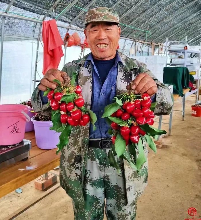 吃樱桃啦！泉水人家社区行5月25日走进泉城公园