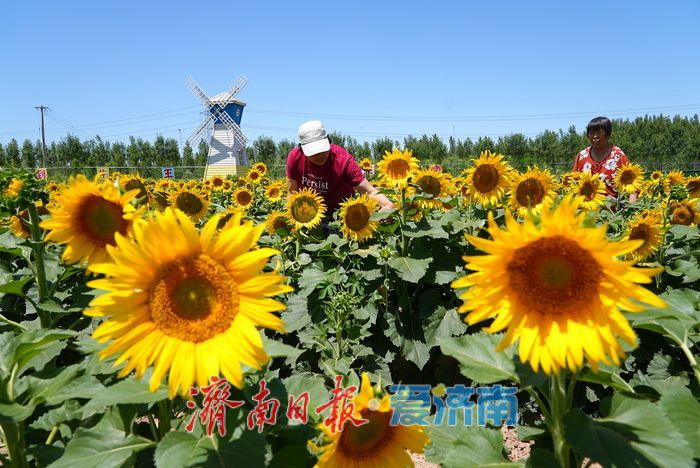 油葵花海绚烂绽放 绘就乡村旅游新画卷