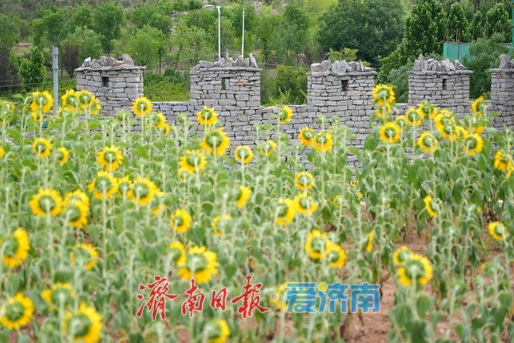 一年四季 泉在济南丨千年雄关花海盛放，古长城焕发新生机