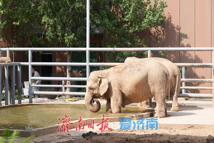 一年四季 泉在济南｜济南动物园暑期人气旺，亲子游成主流