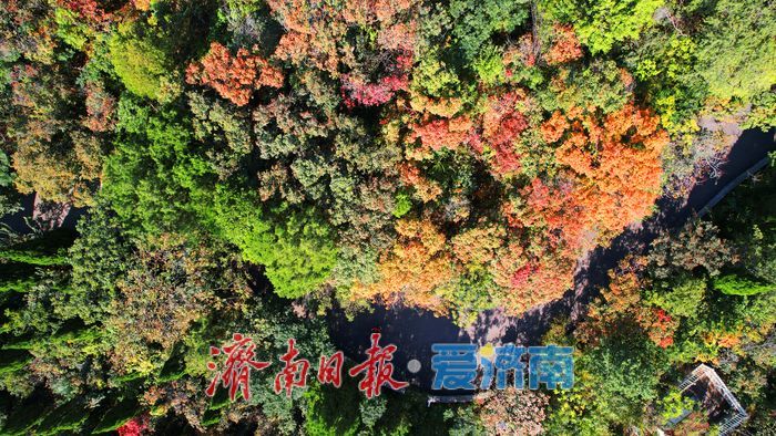 秋色入画层林尽染！千佛山红叶迎来最佳观赏期