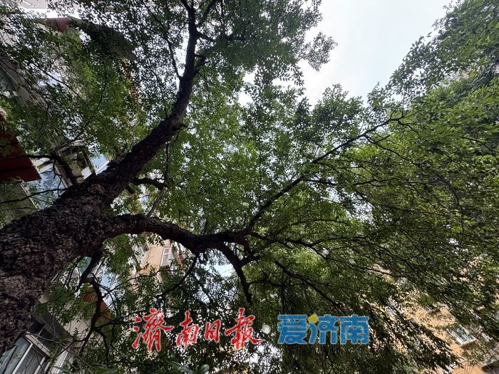 一年四季 泉在济南丨三百年枣树迎金秋 硕果累累添风情