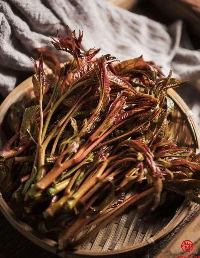 章丘宣讲带您走进舌尖上的“椿”天