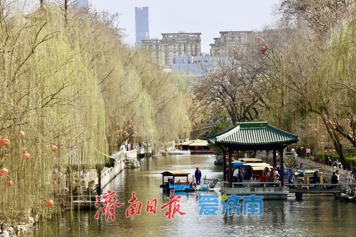 一年四季 泉在济南丨气温回升春意浓 济南柳芽初绽报早春