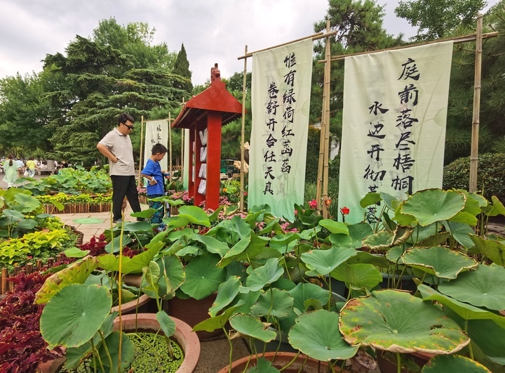 荷花小景扮靓夏日明湖