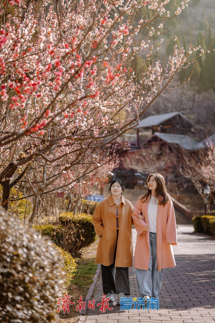 万株梅花次第开，红叶谷第18届梅花节诗意启幕