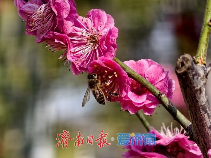 一年四季 泉在济南丨泉城又见梅花开