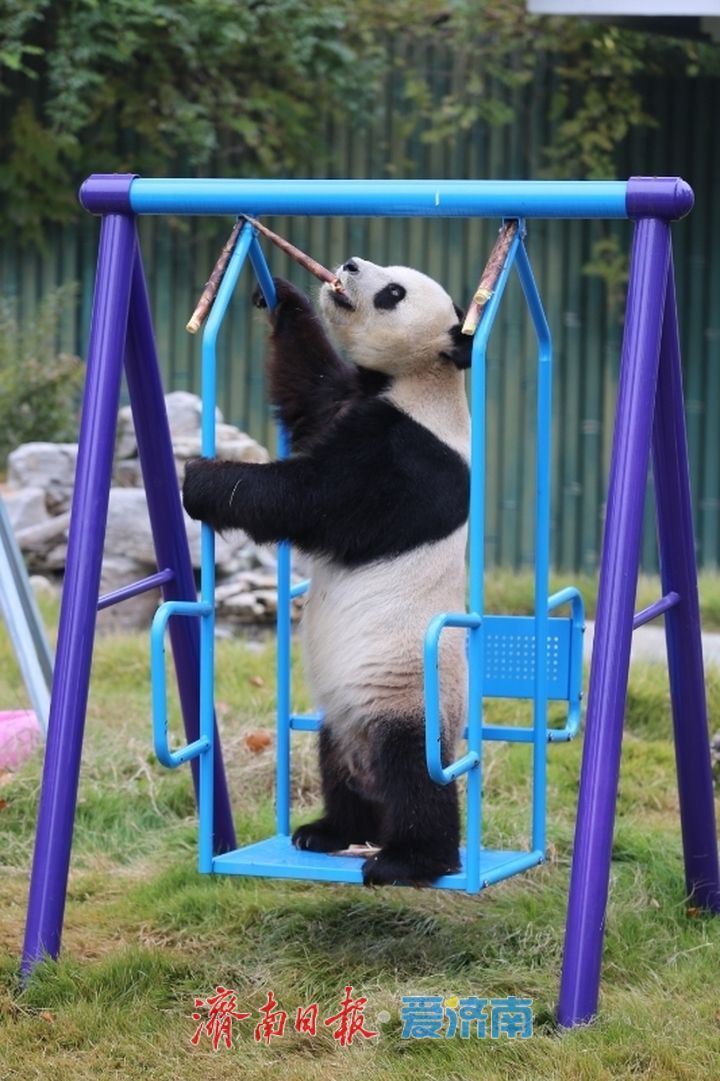 一年四季 泉在济南丨济南动物园开展“国际熊猫日”活动