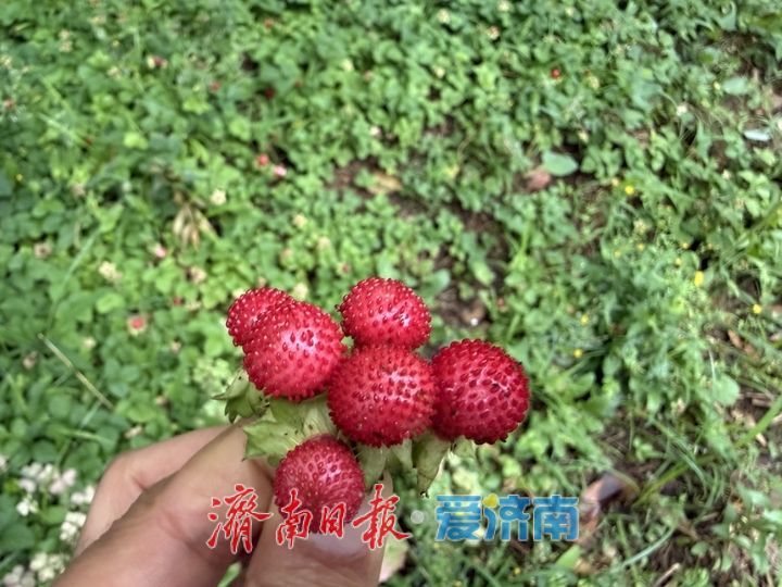 济南城区首现大面积野生草莓群落