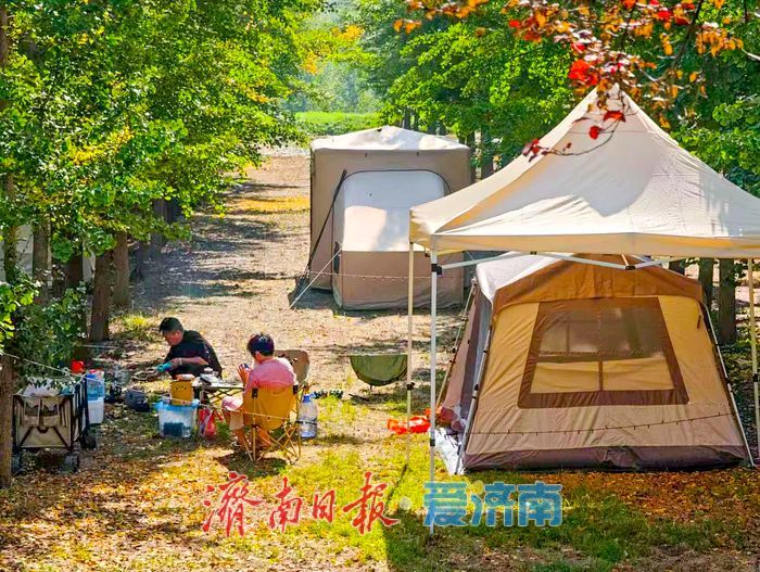 秋日限定！市民扎堆黄河银杏林，野炊成周末休闲新时尚