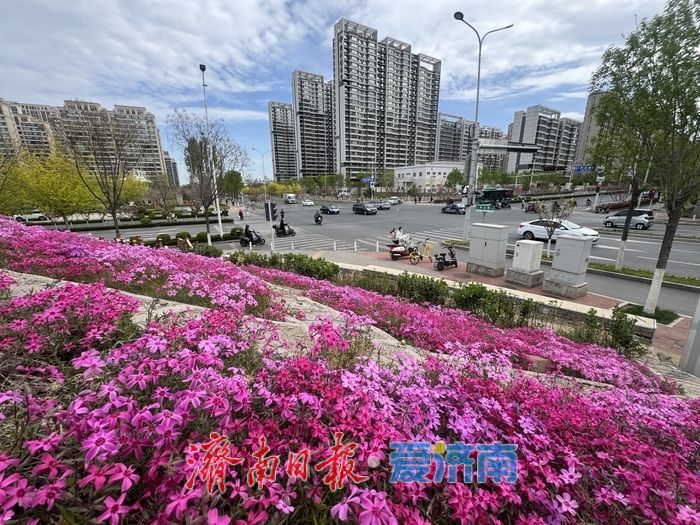 一年四季 泉在济南丨长岭山南路福禄考盛放 粉色花毯扮靓泉城街头