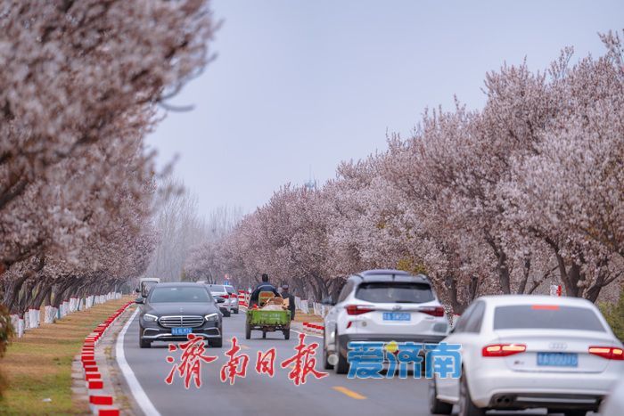 济南黄河大堤紫叶李大道进入最佳观赏期 春日盛景引市民打卡