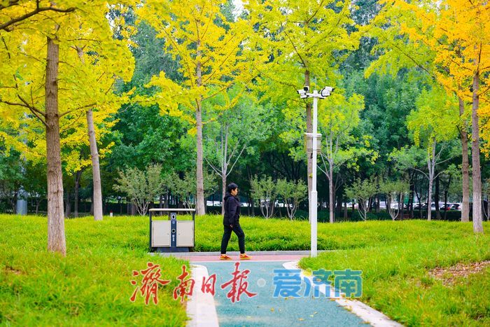 一年四季 泉在济南丨济南世纪大道银杏迎最佳观赏期 “黄金长廊”引客驻足